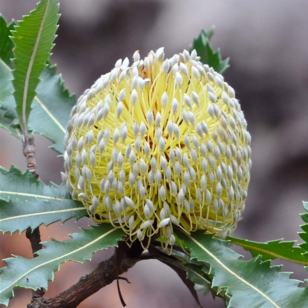 Hidden In The Hills: Old Man Banksia