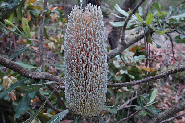 Hidden In The Hills: Old Man Banksia