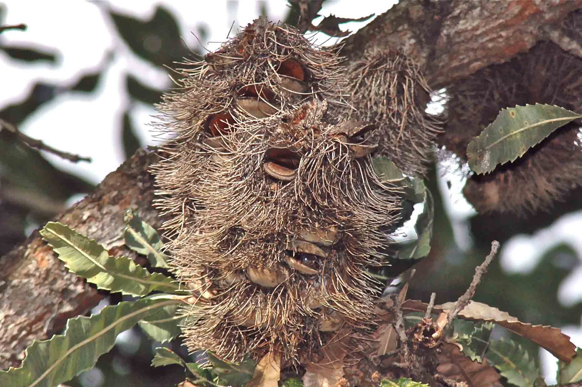 Hidden In The Hills: Old Man Banksia