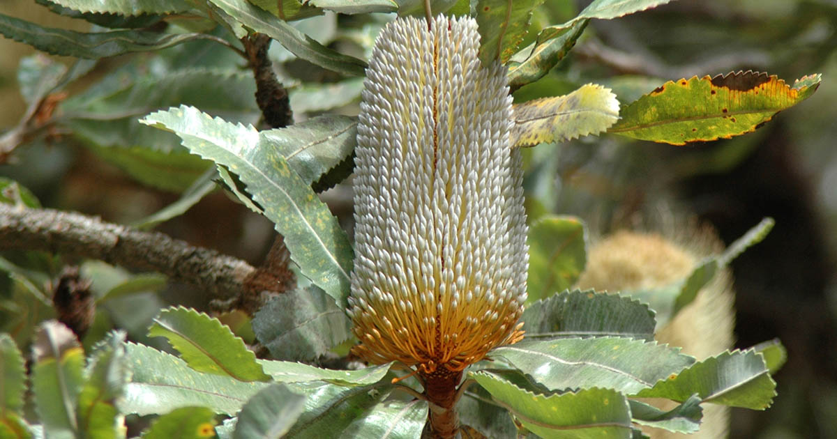 Hidden In The Hills: Old Man Banksia