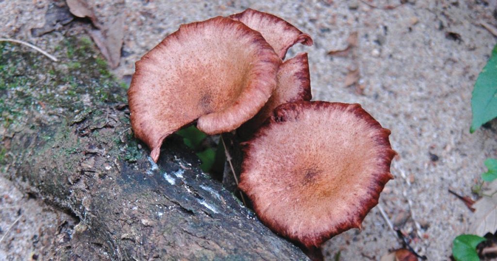 Hidden In The Hills: Colourful Type of Fungi