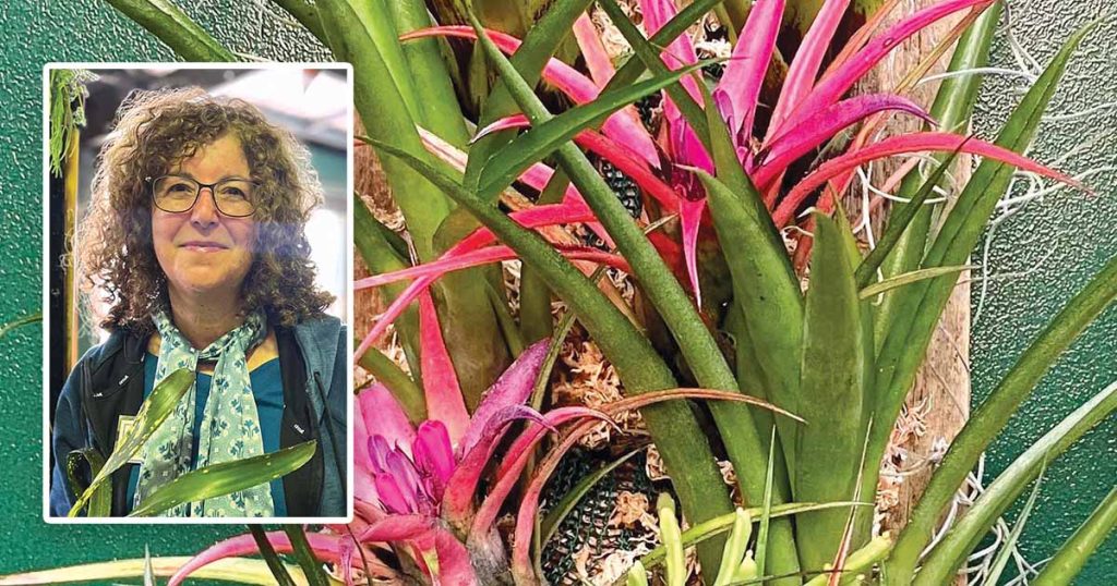 Bromeliad Society of Australia News