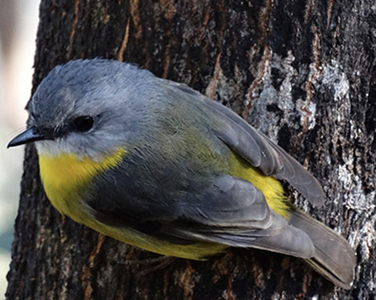 Aussie Bird Count