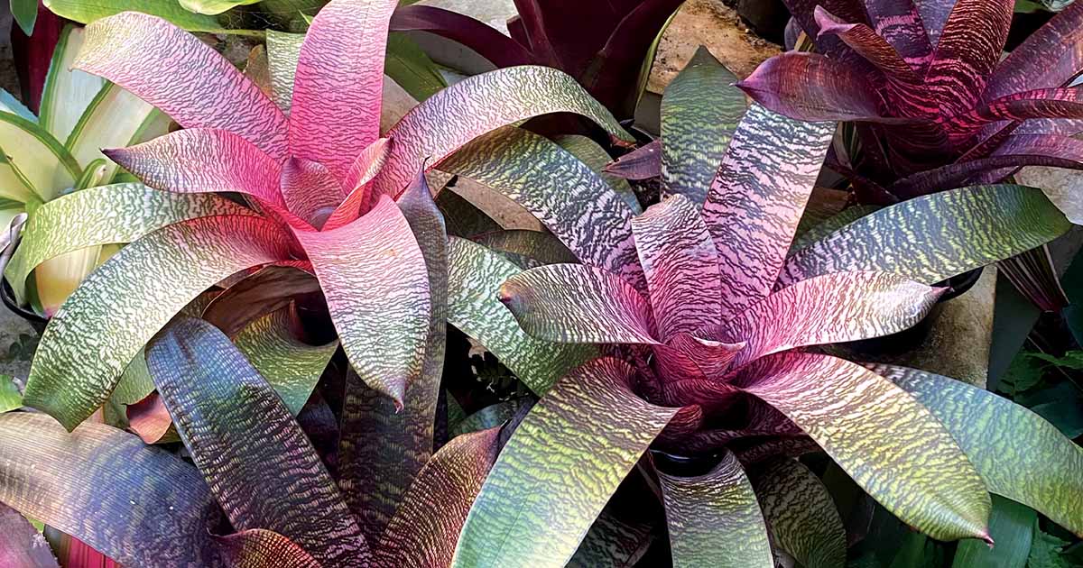 Bromeliad Spring Show