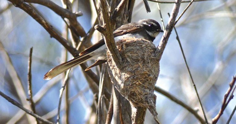 Hidden in the Hills: Observing the Grey Fantail