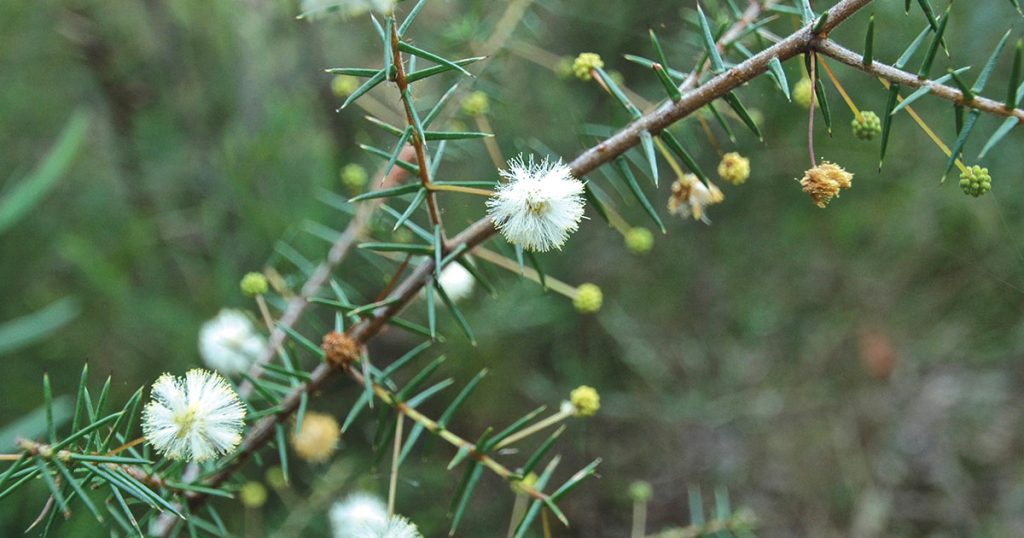 Hidden in the Hills: Prickly Moses