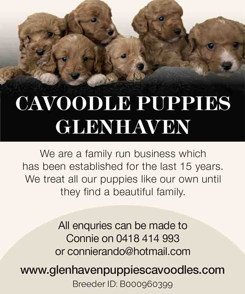 Cavoodle Puppies Glenhaven