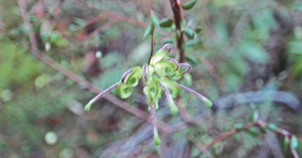 Hidden in the Hills: Green Spider Flower