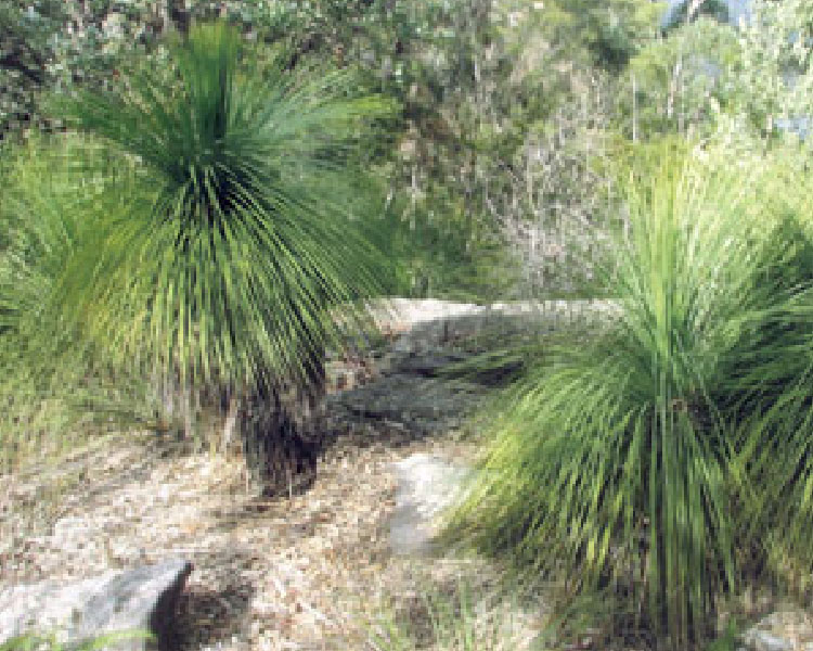 Gibberagong Waterhole Bushwalk, North Wahroonga