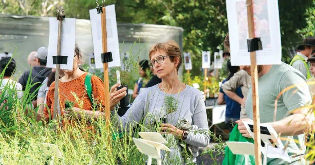 Hornsby Residents - Native Plant Giveaways Program 2025, Native Plants