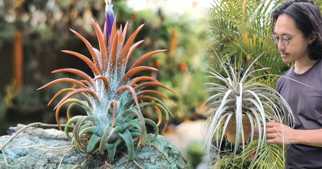 Bromeliad Autumn Show 3rd-4th May