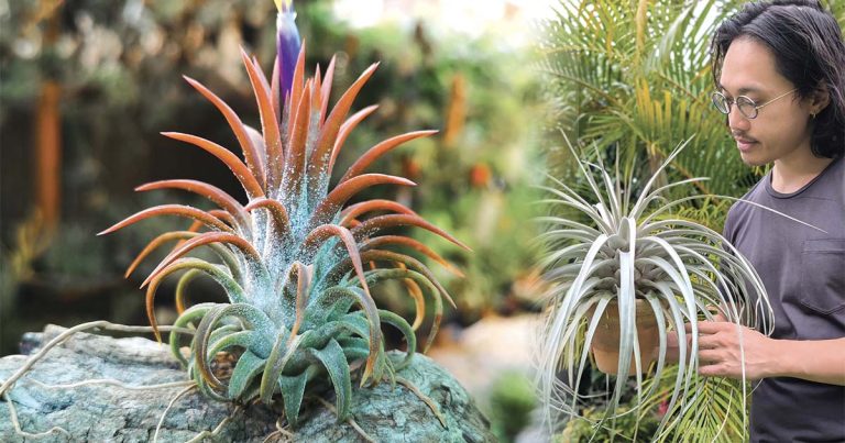 Bromeliad Autumn Show 3rd-4th May