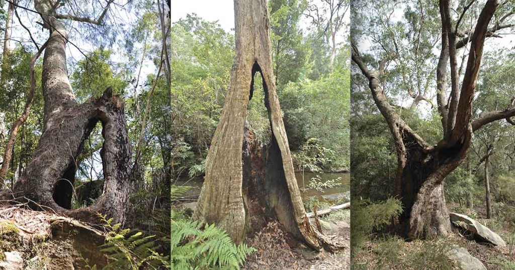 Hidden in the Hills: Bizarre Trees