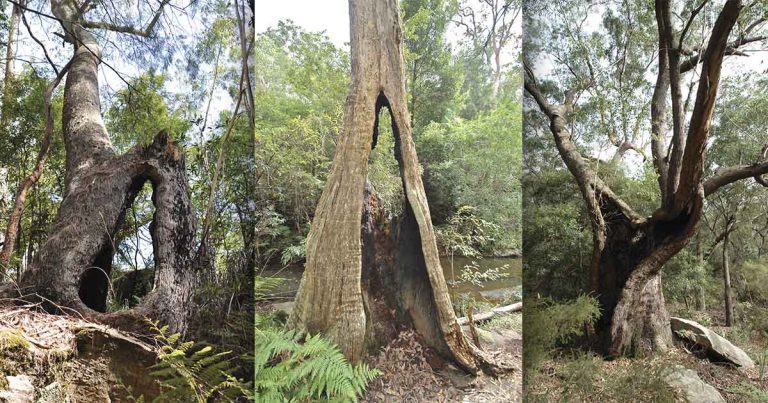 Hidden in the Hills: Bizarre Trees