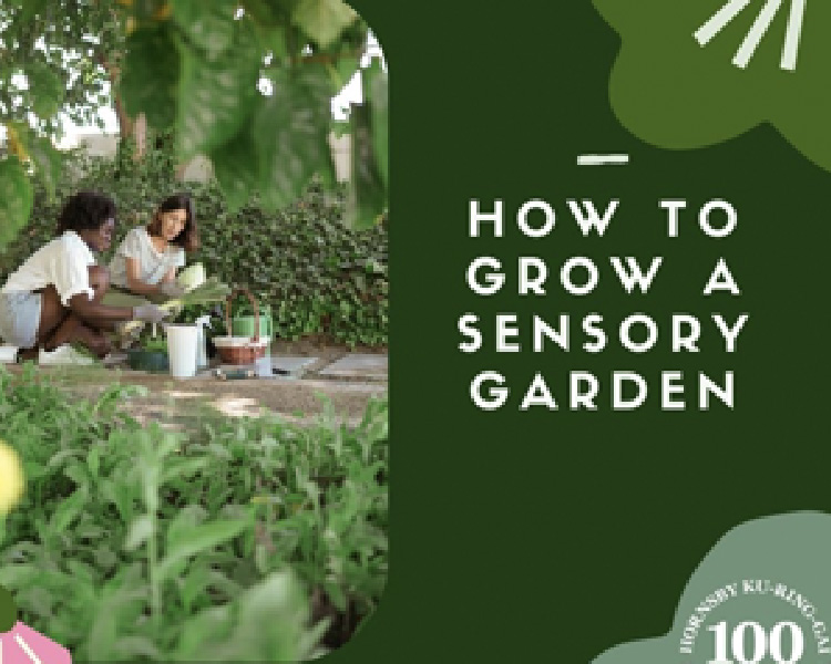 Grow your Own Sensory Garden