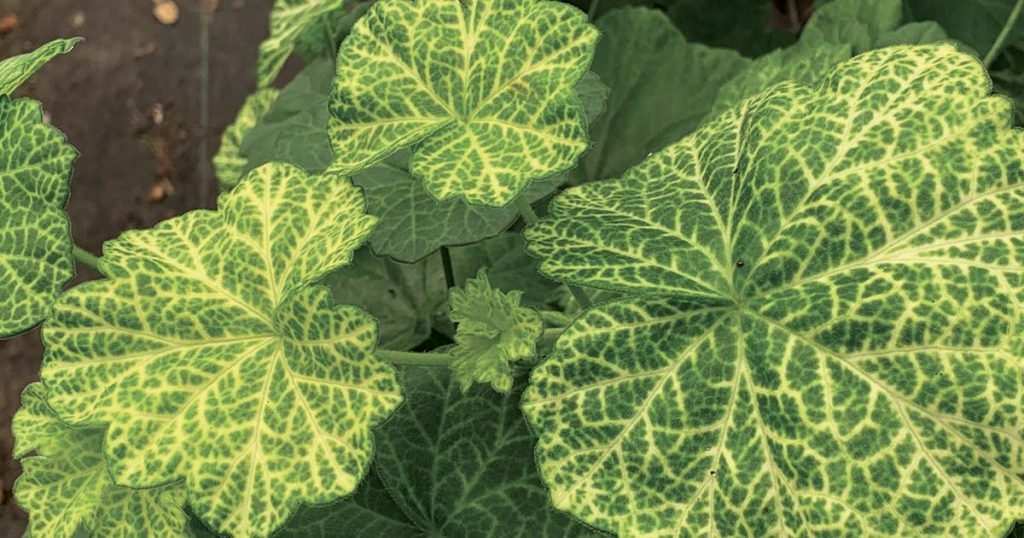 Bromeliad Society of Australia: Guest Speaker Robyn Bible, Australian Geranium Society