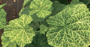Bromeliad Society of Australia: Guest Speaker Robyn Bible, Australian Geranium Society