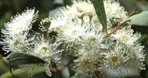 Hidden in the Hills: Eucalyptus Paniculata - Grey Ironbark