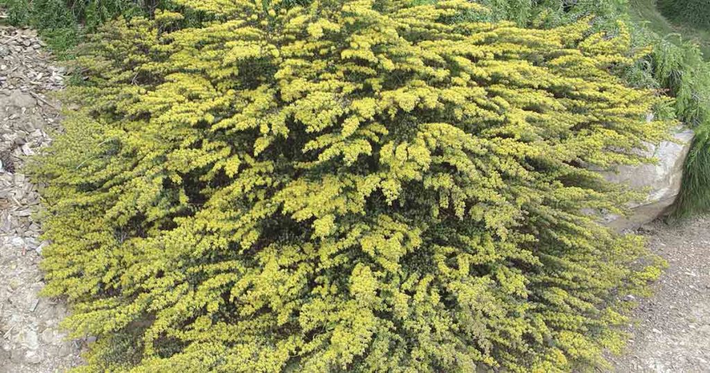 Australian native plants: Amazing Greys