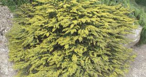 Australian native plants: Amazing Greys