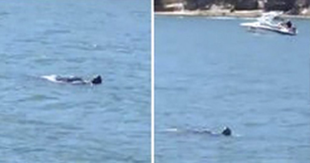 Mysterious Hawkesbury River Monster