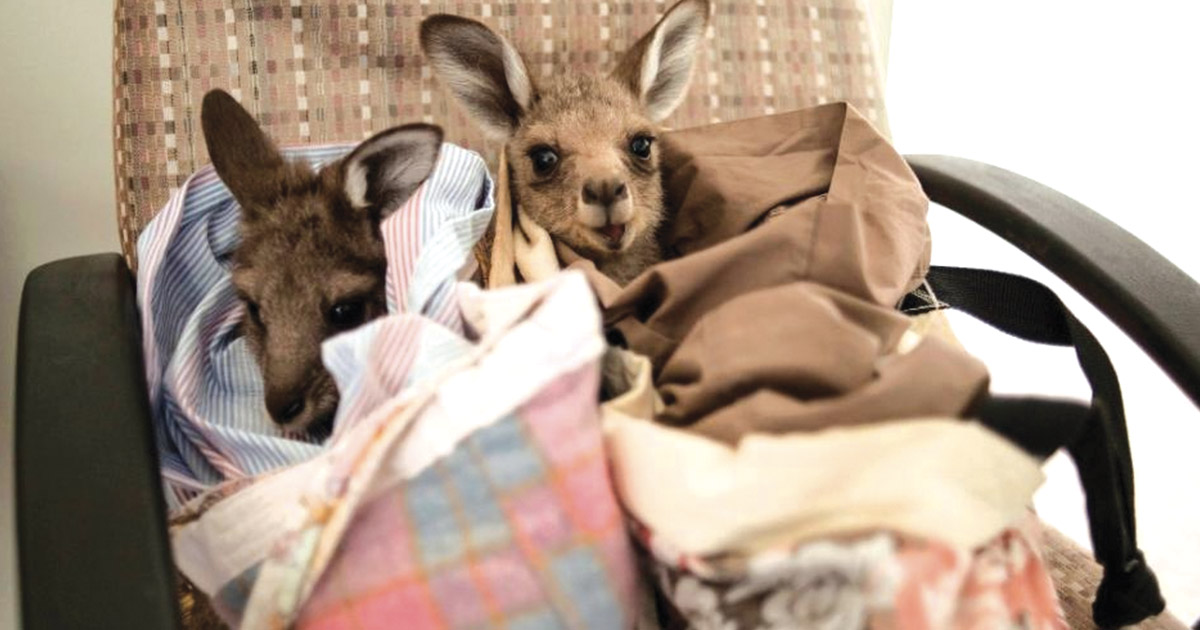 Hidden in the Hills: Sydney Wildlife Carers