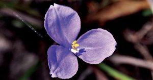 The Beauty of Iris Native Flowers in the Hills