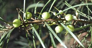 Exploring edible native plants in local bushland