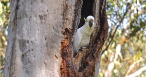 Australian wildlife