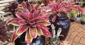 Making Beautiful Bromeliad Plant Videos