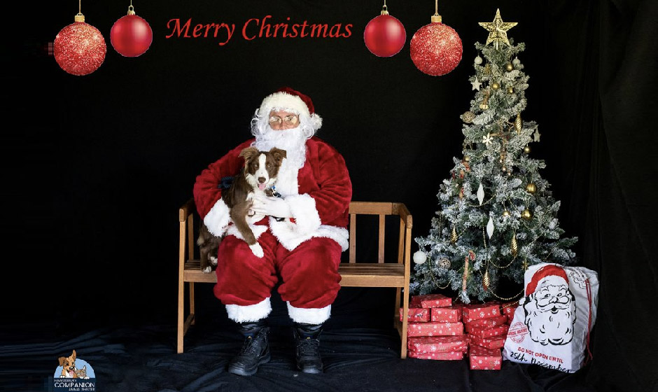 Santa Paws Photoshoot