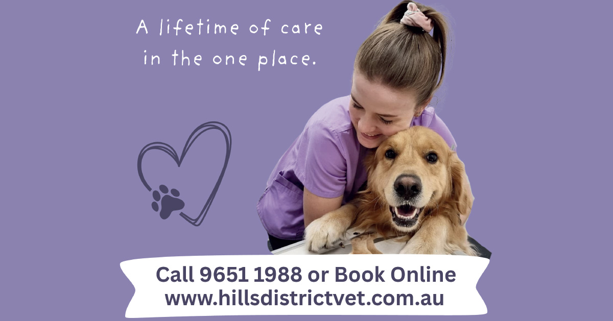 Protect Your Pets from Summer Hazards: Tips from Hills District Vet