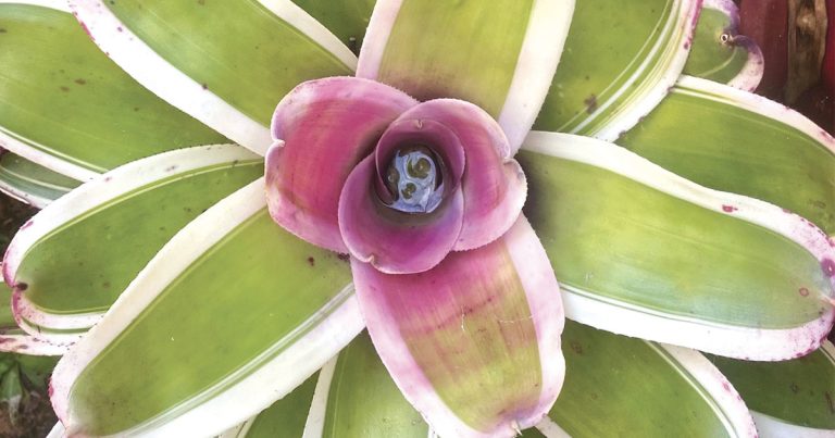 Bromeliad Society of Australia offers Unique Christmas gift ideas and Memberships