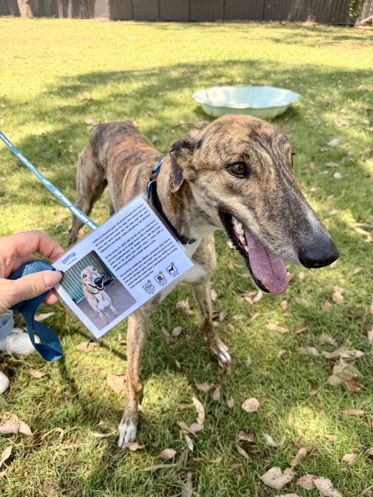 Adoption day for greyhounds at GAP, Londonderry