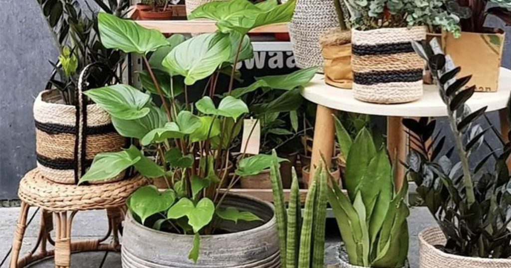 Plant Sale by Macquarie Towns Garden Club on March 5th