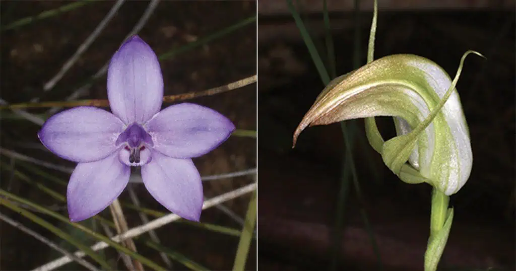 Native Orchid Expert Jim Cootes Speaks in Cherrybrook