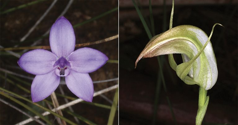 Native Orchid Expert Jim Cootes Speaks in Cherrybrook