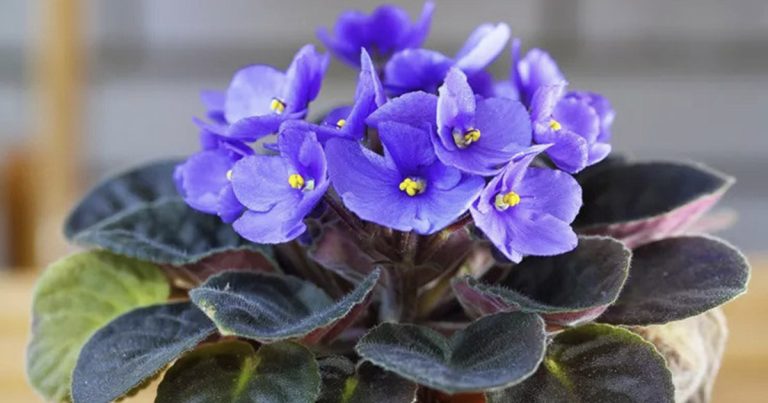 African Violets: Ideal Indoor Plants for All
