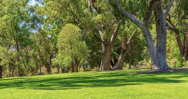 Argyle Bailey Reserve