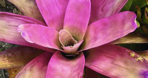 Bromeliad Plants Care Tips and Meet, plant sales