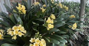 Dural and District Garden Club Welcomes 2026 with Renewed Energy