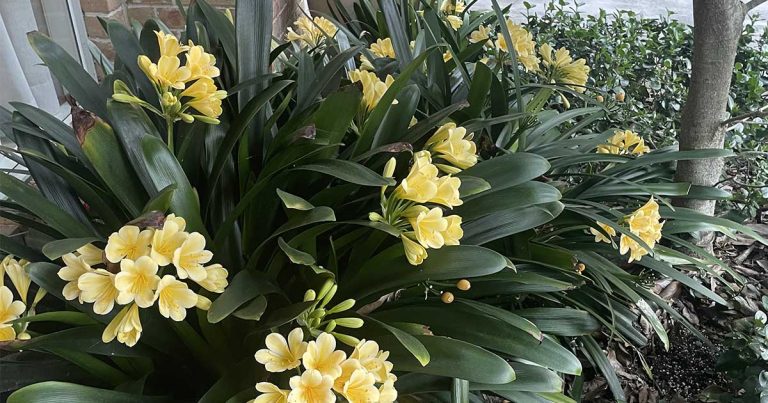 Dural and District Garden Club Welcomes 2026 with Renewed Energy