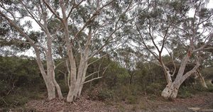 Scribbly Gums