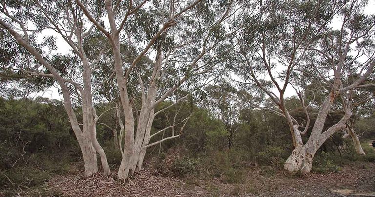 Scribbly Gums