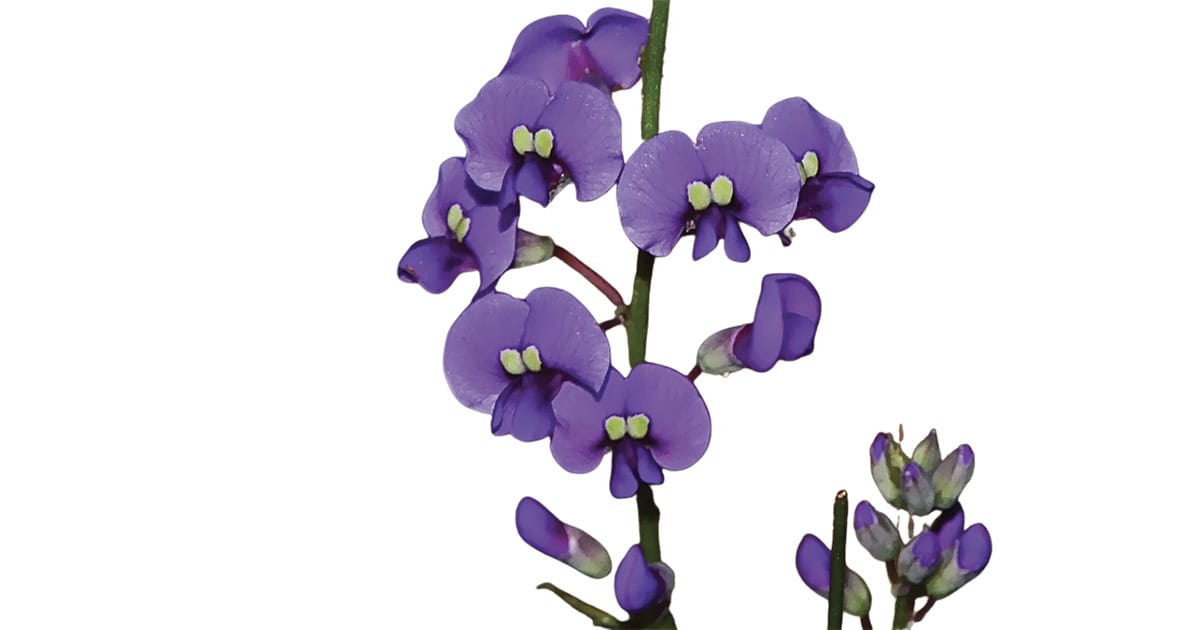 Hardenbergia violacea