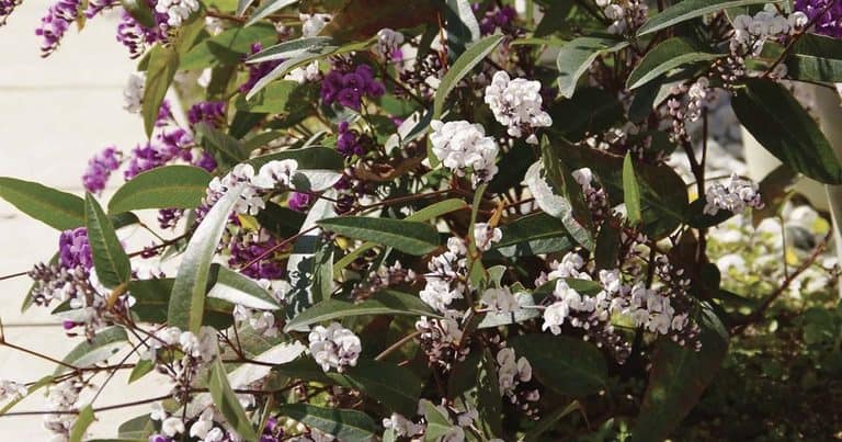 Transform your Timber Fence with the Beauty of Hardenbergia