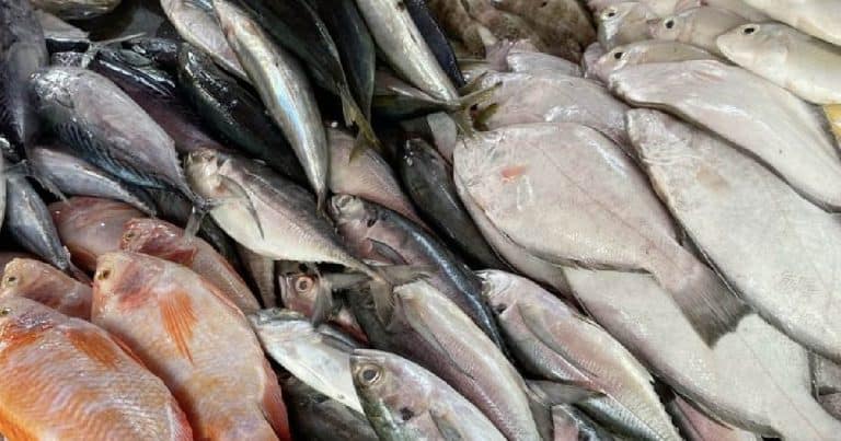 Probus Club Explores Fish Markets and Maritime History