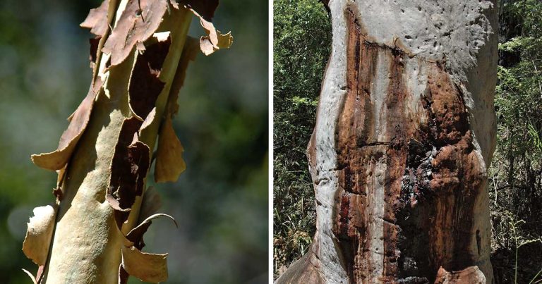 Scribbly Gum: Nature's Unique Bark Art