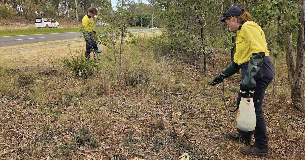 Poisonous Weed Threat Grows Across Western Sydney