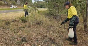 Poisonous Weed Threat Grows Across Western Sydney